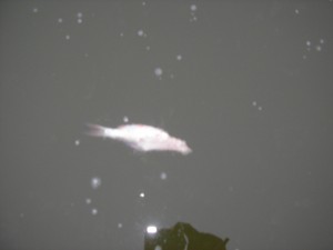 SANYO DIGITAL CAMERA