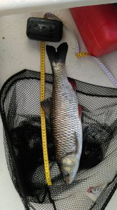 66246927_710899986005950_3419299300583145472_n