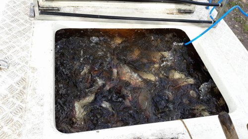 23134828_624355777954293_1451607189_o